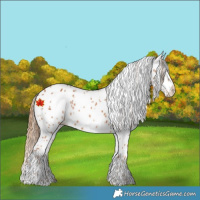 Horse Color:Chestnut Appaloosa 