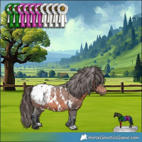 Horse Color:White Spotted Brown Appaloosa 