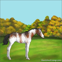 Horse Color:White Spotted Brown 