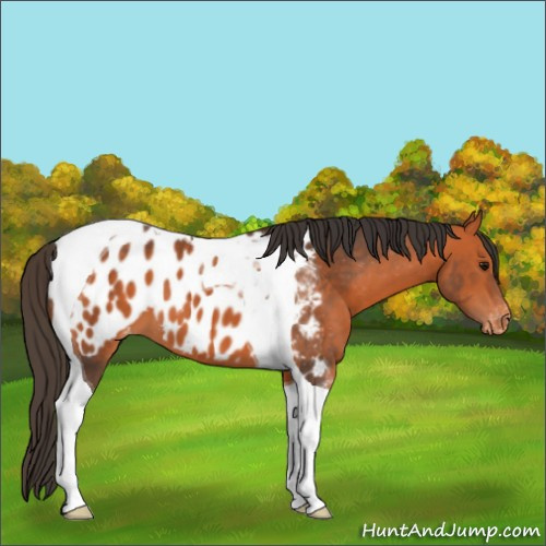 Horse Color:Bay Tobiano Appaloosa 
