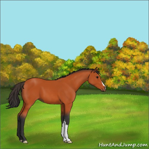 Horse Color:Bay 