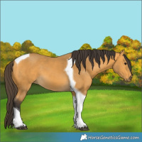 Horse Color:Buckskin Tobiano 