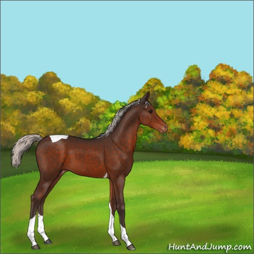 Horse Color:Silver Brown Tobiano Appaloosa 