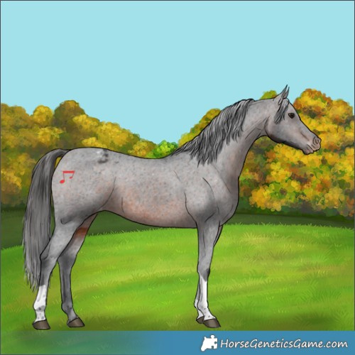 Horse Color:Brown Tobiano Appaloosa 