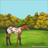 Horse Color:Bay Appaloosa 