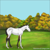 Horse Color:Bay Appaloosa