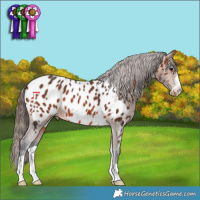 Horse Color:Bay Appaloosa