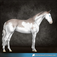 Horse Color:Silver Blue Roan Splash Rabicano 