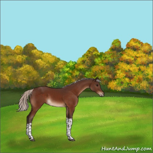 Horse Color:Silver Bay Tobiano Rabicano 