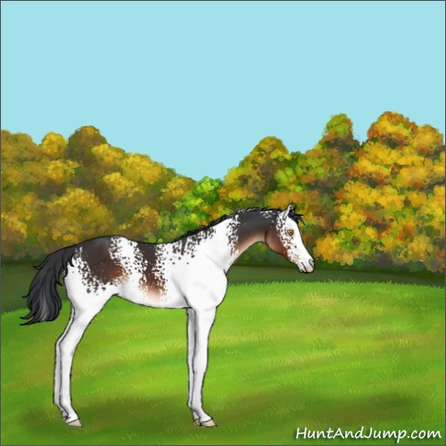 Horse Color:White Spotted Brown 