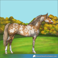 Horse Color:Chocolate Palomino Ice Dun Rabicano 