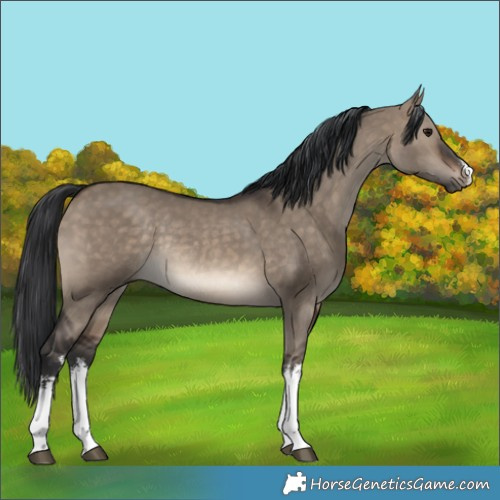 Horse Color:White Spotted Brown Dun Rabicano 