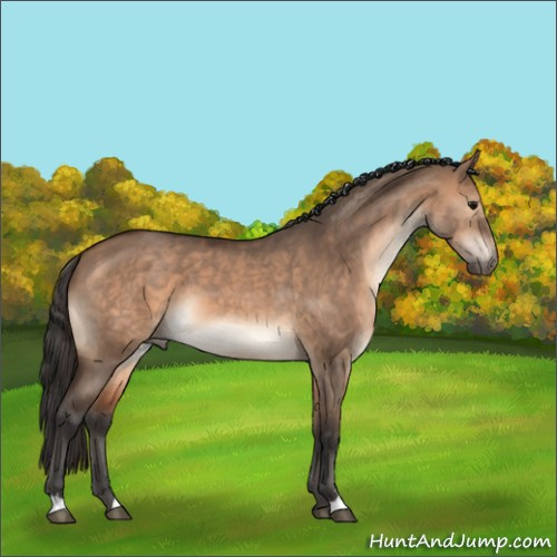 Horse Color:Brown Dun Sabino 