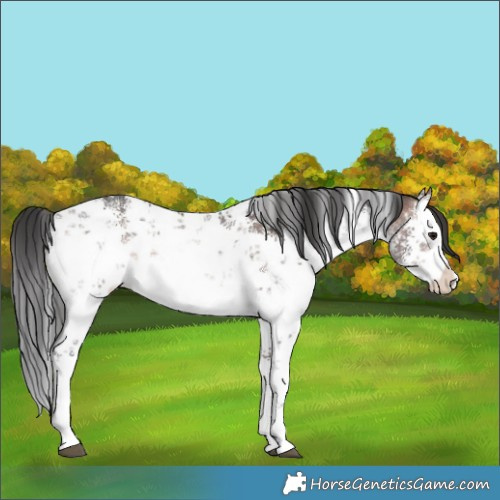 Horse Color:Platinum White Spotted Bay Sabino 