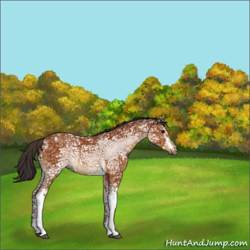 Horse Color:White Spotted Buckskin Ice 