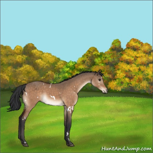 Horse Color:White Spotted Bay Dun 