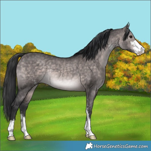 Horse Color:Platinum Brown Dun Sabino Rabicano 