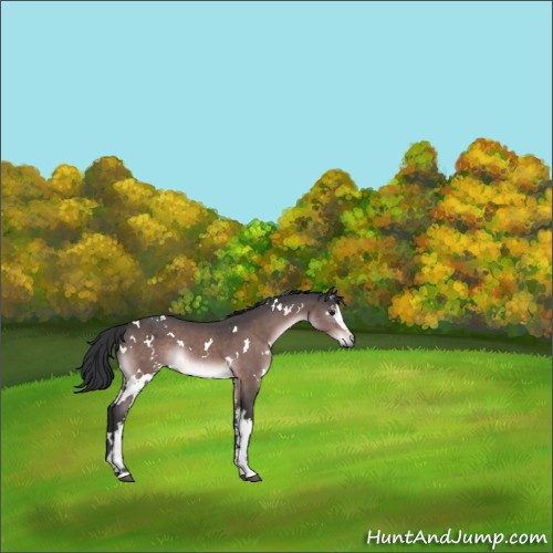 Horse Color:Platinum White Spotted Brown Rabicano 