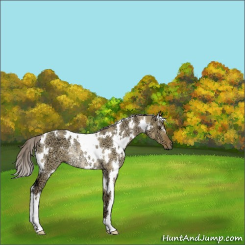Horse Color:White Spotted Chocolate Palomino Ice Dun Rabicano 