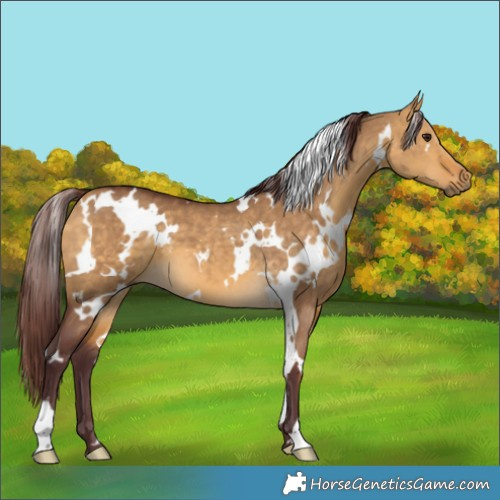 Horse Color:White Spotted Chocolate Buckskin Dun 