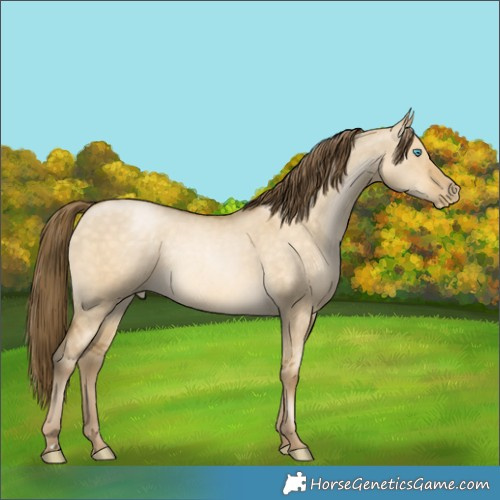 Horse Color:Buckskin Pearl Dun Rabicano 