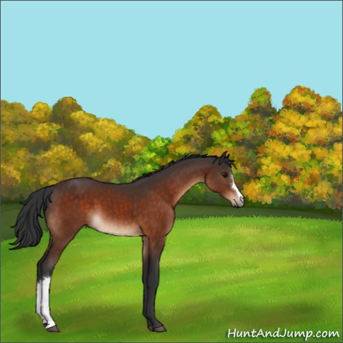 Horse Color:Brown 