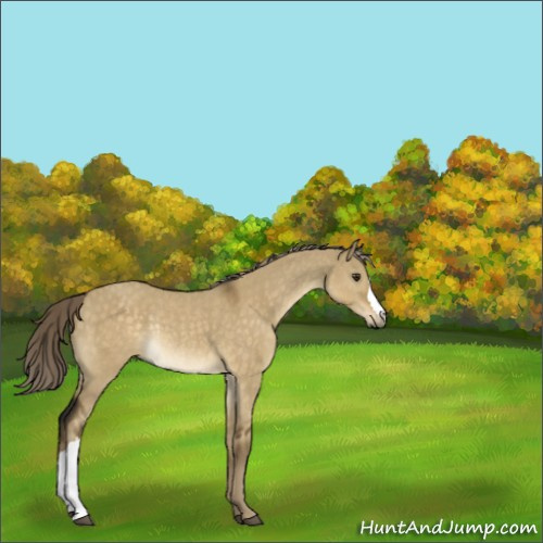 Horse Color:Chocolate Palomino Dun Rabicano 