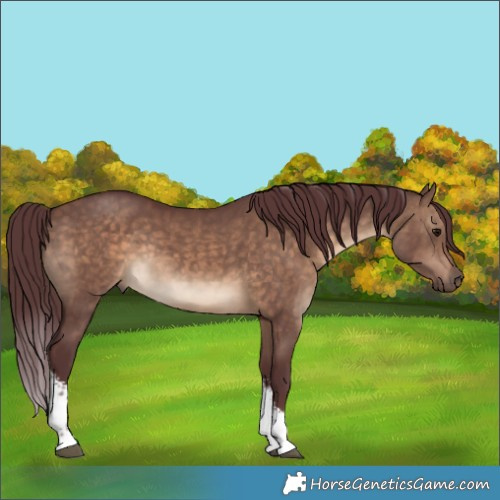 Horse Color:White Spotted Chocolate Brown Dun Rabicano 