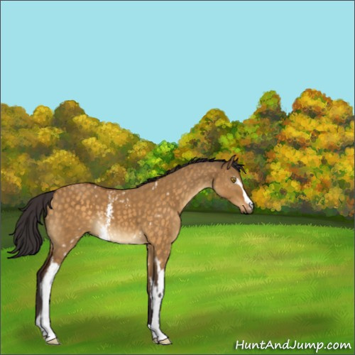 Horse Color:White Spotted Buckskin Dun 