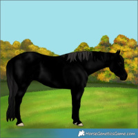 Horse Color:Void Midnight Smoky Grullo Sabino Splash Rabicano