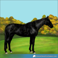 Horse Color:Void Midnight Smoky Grullo Sabino Splash Rabicano 