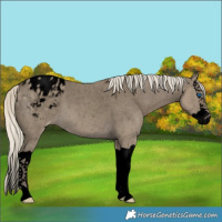 Horse Color:Void Silver Smoky Grullo Splash Appaloosa 