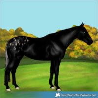 Horse Color:Void Silver Smoky Grullo Splash Varnish 