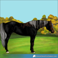 Horse Color:Void Silver Brown Sabino Splash Appaloosa 
