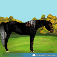 Horse Color:Void Silver Brown Sabino Splash Appaloosa