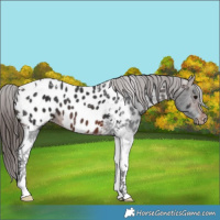 Horse Color:Brown Tobiano Appaloosa