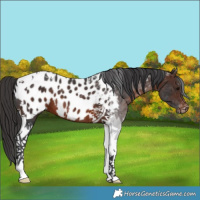 Horse Color:Brown Tobiano Appaloosa 