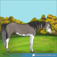 Horse Color:Grullo Splash 