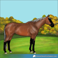 Horse Color:Void Silver Bay Splash 