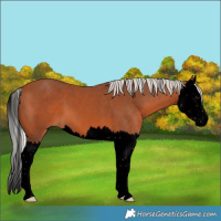 Horse Color:Void Silver Bay Splash 