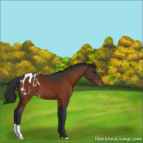 Horse Color:Bay Appaloosa 