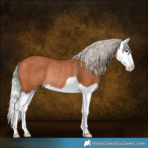 Horse Color:Silver Bay Splash Rabicano 