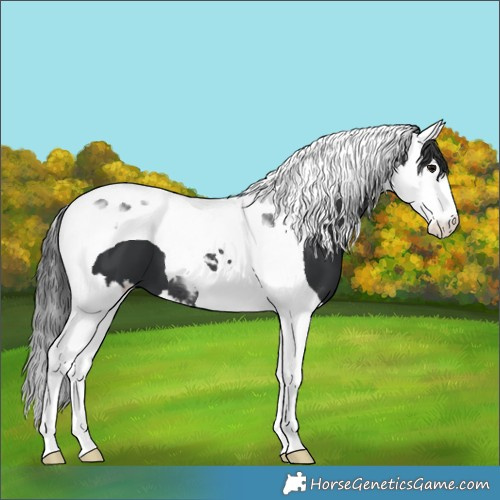 Horse Color:Black Splash Tobiano 