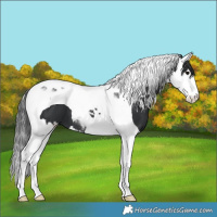 Horse Color:Black Splash Tobiano