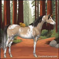 Horse Color:Gray White Spotted Liver Red Dun Splash Tobiano 
