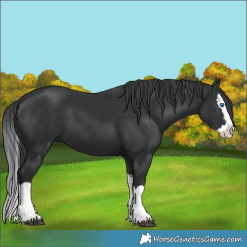 Horse Color:Black Splash 