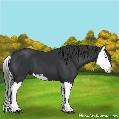 Horse Color:Black Splash 