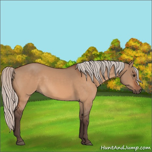 Horse Color:Silver Bay Dun