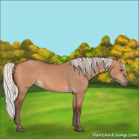 Horse Color:Silver Bay Dun 