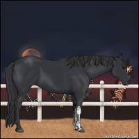 Horse Color:Black  and Black 
